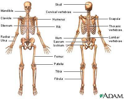 Axial Skeletn Skull Bnes and prcesses t Knw: Parietal bne Frntal bne