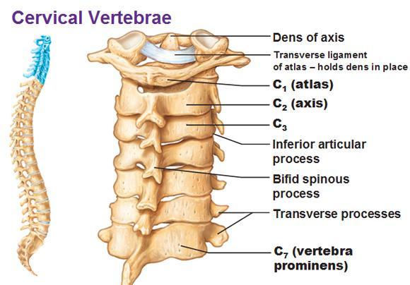 Intervertebral discs Vertebral framen Superir articular prcess Pedicle Bdy