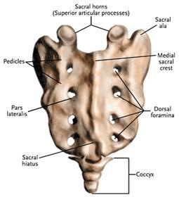 Ventral / drsal sacral framina
