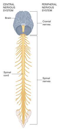 Parts of the Nervous System Central nervous system (CNS) Peripheral