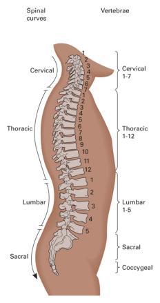 system The Skeletal System Skeletal System Skull Vertebrae Spinal