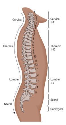 Spinal (Vertebral) Column Injury vs.