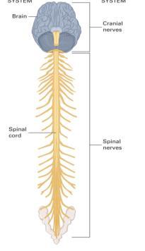Spinal cord injury  Spinal Cord Injury