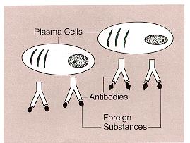 Normal Cell Plasma cells produce antibodies that bind to antigens, fighting infection and at times causing