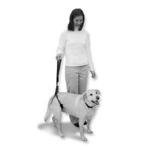 Assisted Standing Bilateral pelvic and neurologic injuries Place dog with feet squarely underneath, support with towel or walkabout sling, let animal try to support weight; when they slowly collapse,