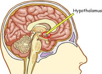 Hypothalamus Maintains balance in the endocrine system Communicates with