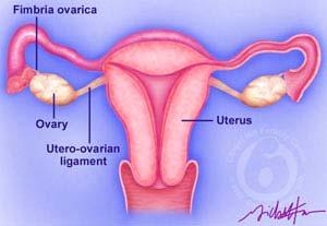 Ovaries Estrogens Estriol Estrone