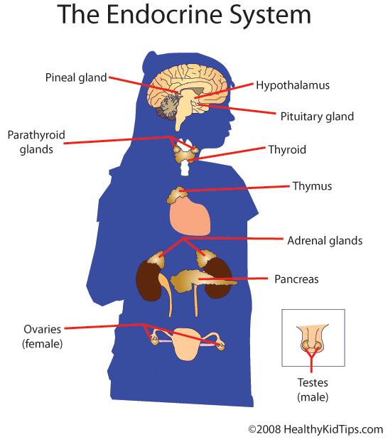 The Endocrine System Adrenals Thyroid Pituitary