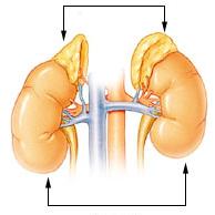 Adrenals Two small glands that sit on top of the kidneys and secrete hormones such
