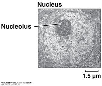 Nucleolus Function ribosome production build ribosome subunits from rrna and