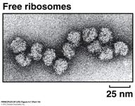 cytosol Bound ribosomes - attached to endoplasmic
