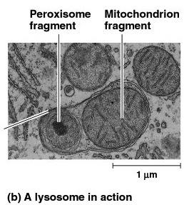 stomachs of the cell, digests macromolecules (phagocytosis) - like a clean
