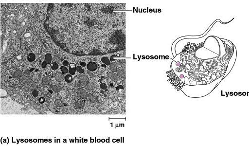 1960 1974 white blood cells