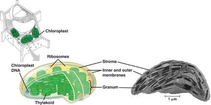 Mitochondria & Chloroplasts Both - convert energy to forms that cells can use - have