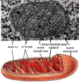 Mitochondria Almost all eukaryotic cells have mitochondria There may be 1 very large mitochondrion or 100s to 1000s of individual mitochondria