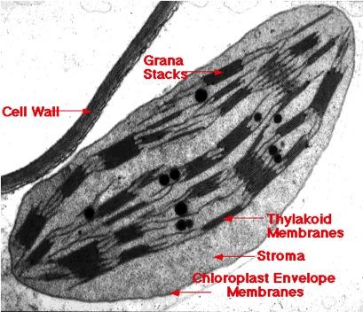 Chloroplasts belong to a family of plant organelles