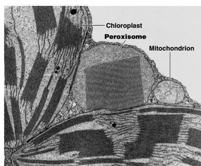 Peroxisomes the other digestive enzyme sacs in both animals and plants break down fatty acids into smaller molecules detoxifies alcohol by