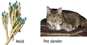 (proteases) House dust mite Fecal pellets - Der P1 Cat dander - Fel d 3 Aspergillus Fumigatus (mold)