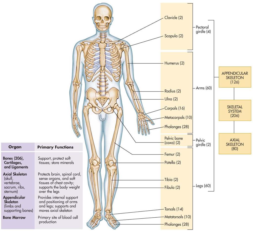 Figure 29-1 The skeletal