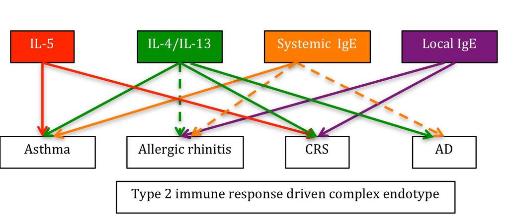The complex type 2 immune response driven endotype consists of several individual pathways with