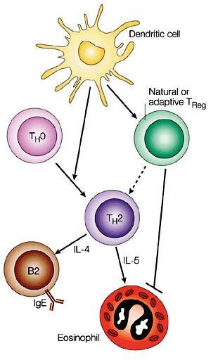 The Role of Regulatory T-cells in Modifying T H 2 Immunity Modified from: Maizels & Yazdanbakhsh, Nature Rev. Immunol. 3:733, 2003 Immunotherapy of Atopic Diseases: a Role for Tregs?