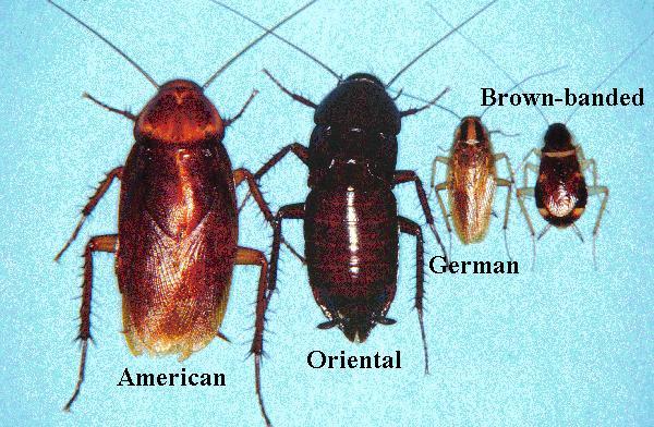 Cockroach Allergen Major factor for U.S. inner cities. Distributed throughout home. Allergens found in cockroach feces.
