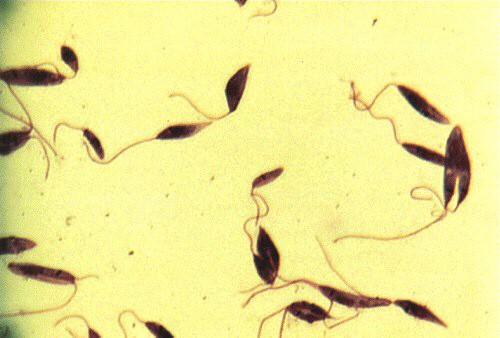 :PARASITE Leishmania parasite has 2 Forms: Promastigote Flagellate (Promastigote): _