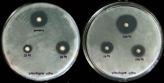 indicum against candida albican Antifungal activity of aqueous extracts of A.
