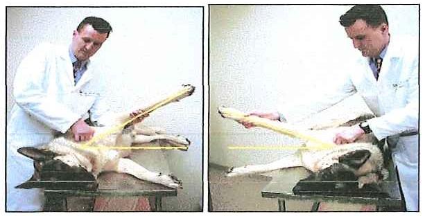 Assessment of abduction angles of the shoulder needs to be performed in the sedated or anaesthetised dog; positioning of the dog is critical: the elbow and shoulder joints should be in full extension