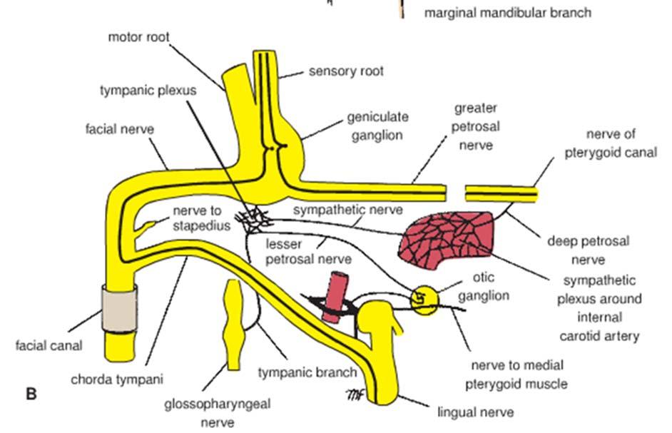 petrosal nerve (GVE,