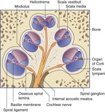 branch Associated with hearing Receptors in the spiral organ in the cochlea The cell bodies in the