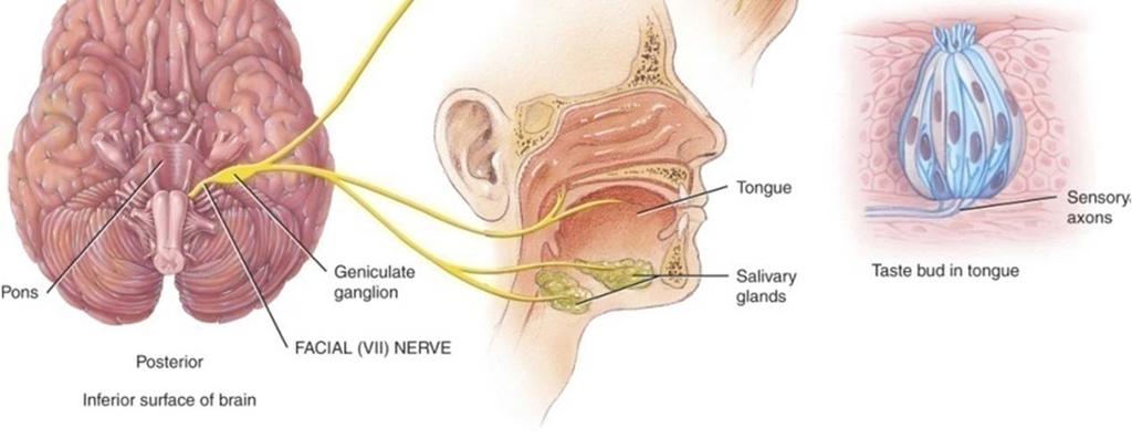 palate Sensory fibers (GSA) from external ear All sensory
