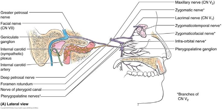 Facial Nerve (VII): Course Facial nerve (motor