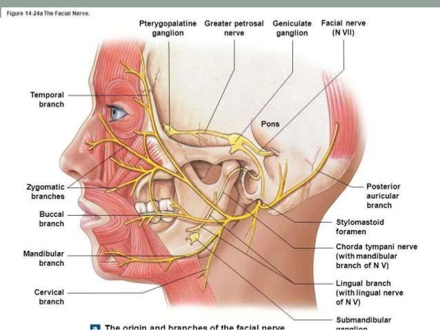 Nerve to the stapidius muscle (SVE) Posterior auricular n.