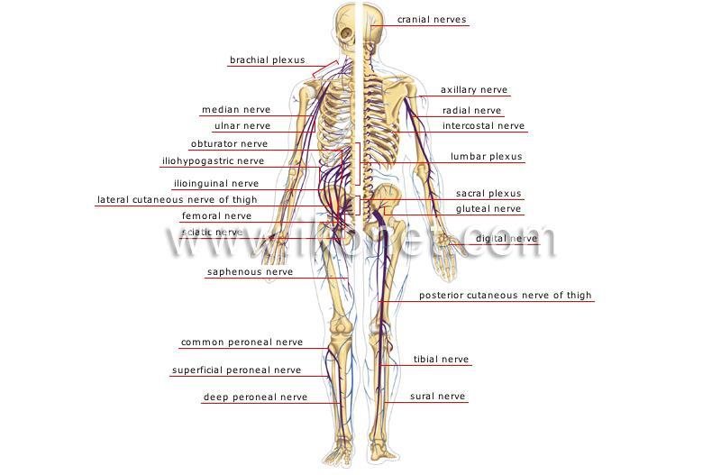 Involved peripheral nerves Sciatic