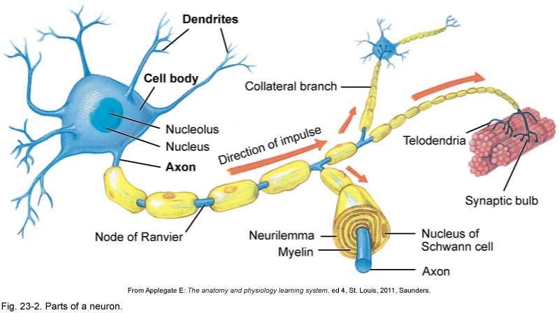 Axon Structures Nodes of Ranvier Gaps along myelinated axons.