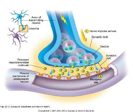 Neurotransmitters Neurotransmitter Collective term for chemical messengers, involved in nerve impulse transmission.