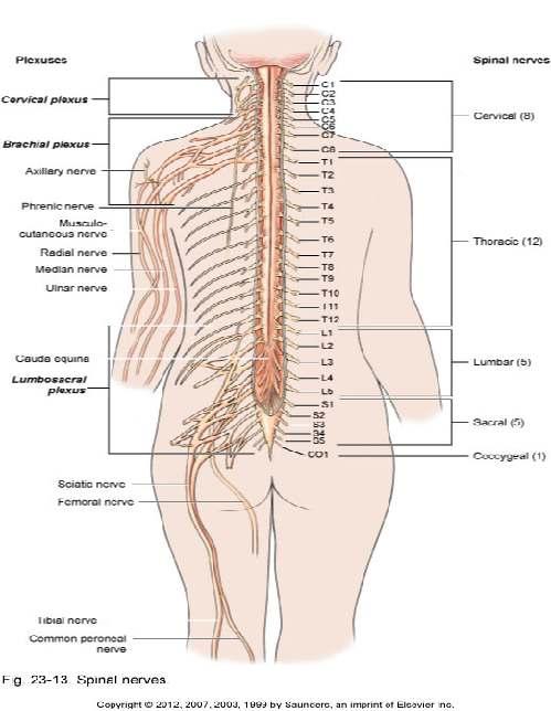 Cervical nerves Thoracic nerves