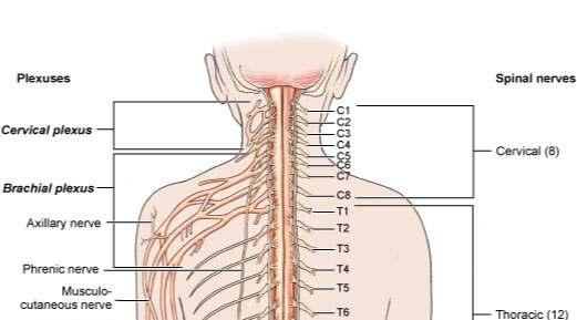 Peripheral Nervous System Brachial plexus (C5-T1) Plexus
