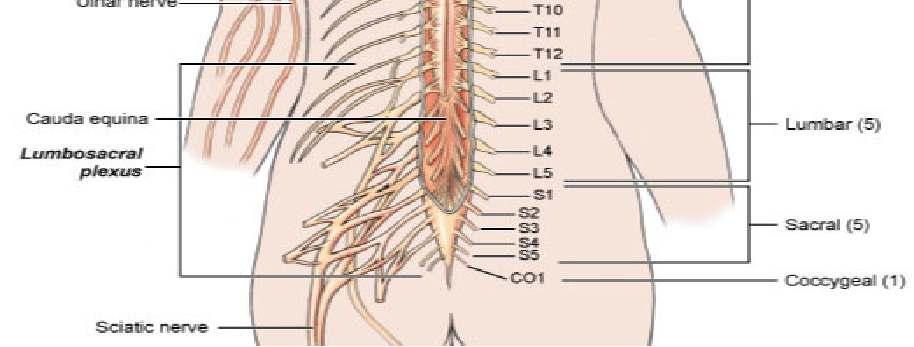 Peripheral Nervous System Lumbosacral plexus (L1-S4) Plexus that innervates