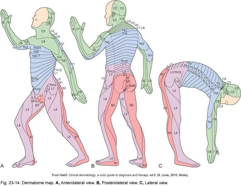 Peripheral Nervous System Dermatome Area of