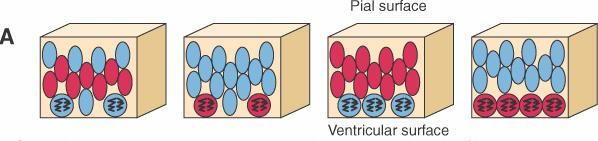 Migration Up and Down Labeled cells (red) are only dividing when they are in the ventricular zone (down) When the