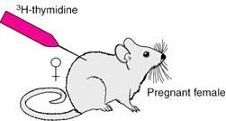 Thymidine Birthdating Injection of thymidine at various developmental stages point to the location of different cell populations in