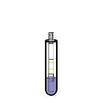 MODULE 3 Handout #4 Using the Flu Detect Test Strip (for animals) Step 1 8 drops (~250µl) extraction buffer into test tube Step 3 Insert test strip, labeled side up, so that pink pad is just
