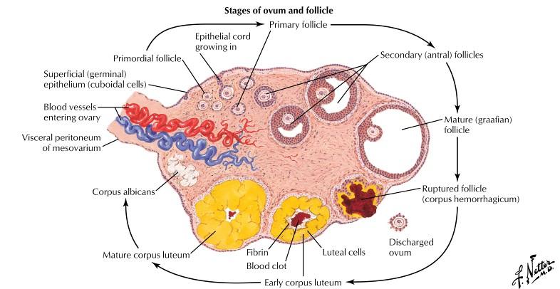 The Ovary Netter illustrations used with