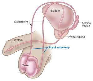 Pair of pouchlike organs found posterior to the base of bladder Seminal Vesicles Alkaline, viscous fluid neutralizes vaginal acid & male urethra