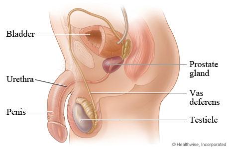 Single organ the size of chestnut found inferior to bladder Prostate Gland Secretes milky, ph 6.