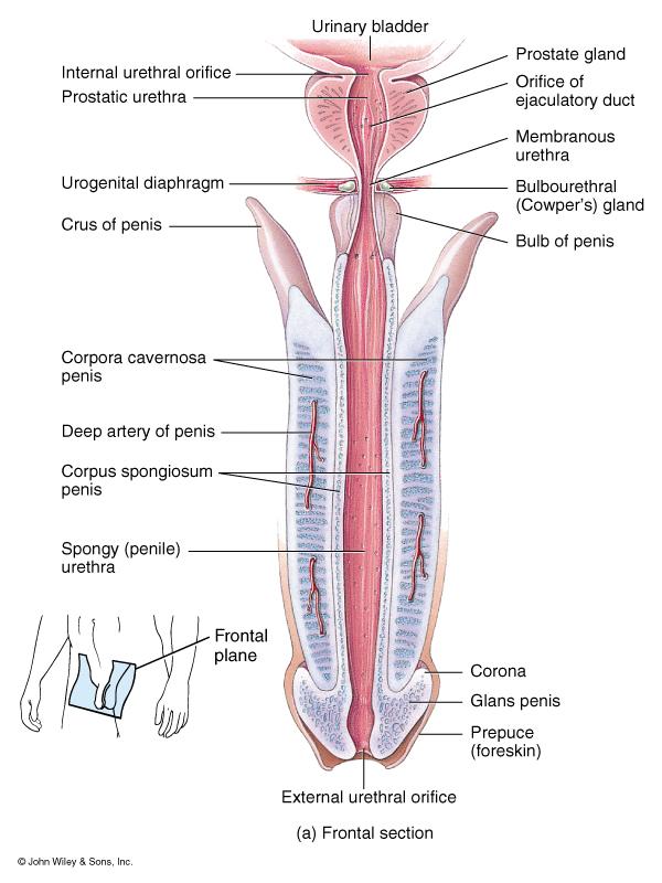 Penis Passageway for semen & urine Body composed of three erectile
