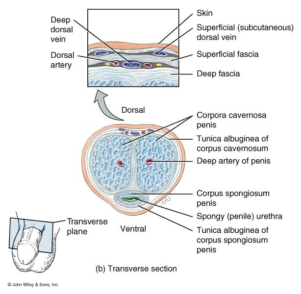 Corpora cavernosa upper paired, erectile tissue masses Cross-Section of Penis Corpus spongiosum lower erectile tissue mass erection - nerve &