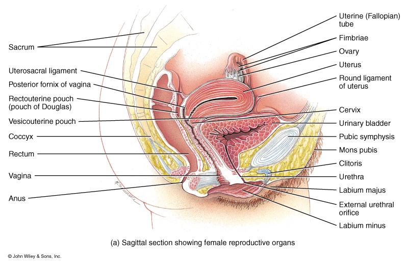 Female Reproductive System Ovaries produce 2ndary oocytes (eggs) & hormones Uterine tubes transport fertilized ova Uterus